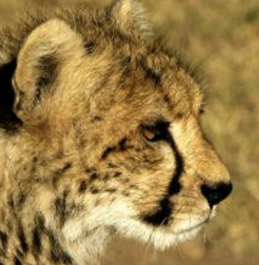 Sleek Cheetah Head Overlay Design — view 7