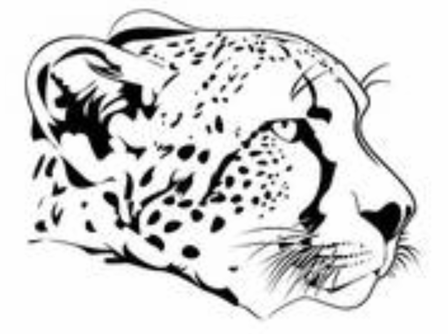 Sleek Cheetah Head Overlay Design — view 8