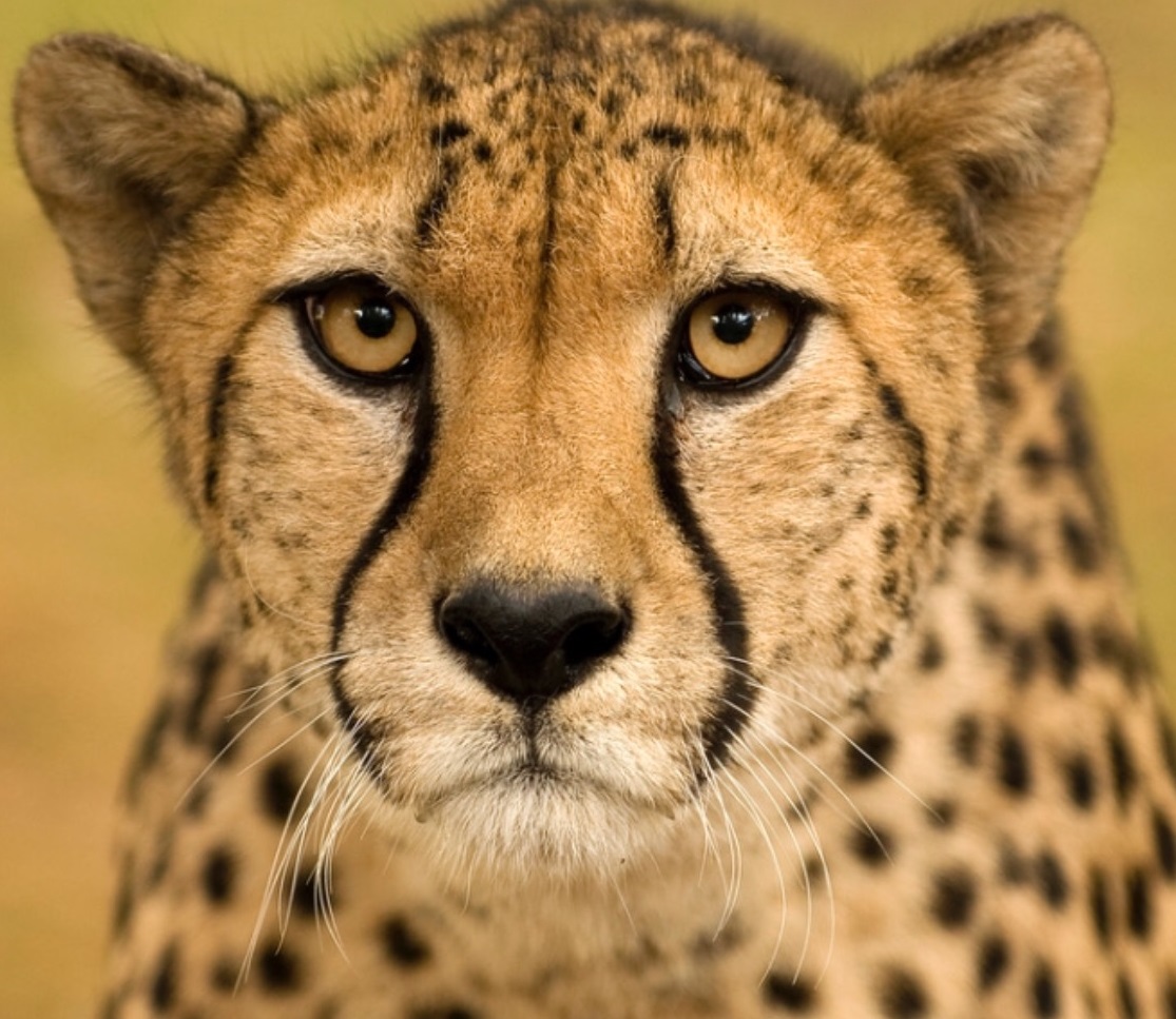Sleek Cheetah Head Overlay Design — view 6